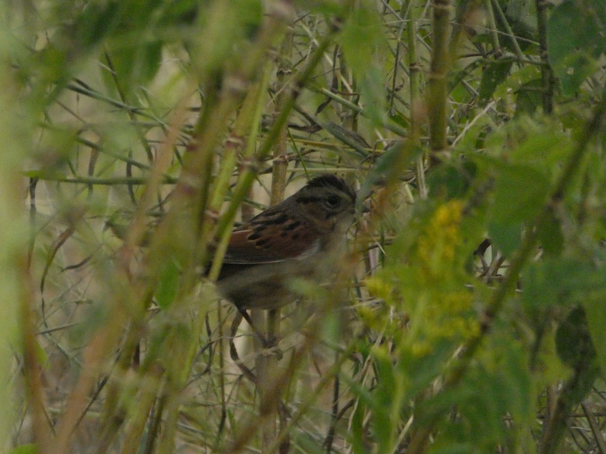 Swamp Sparrow - ML643520325