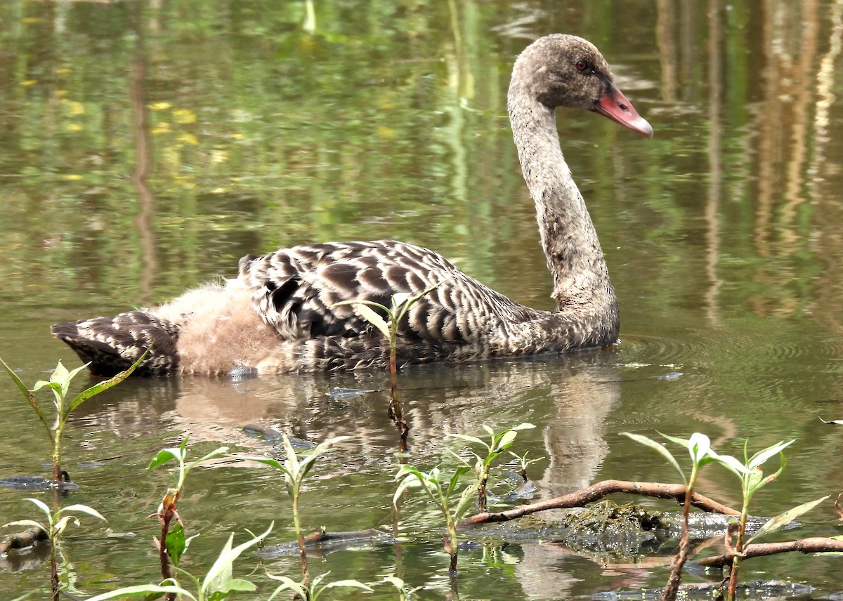 Black Swan - ML643520328