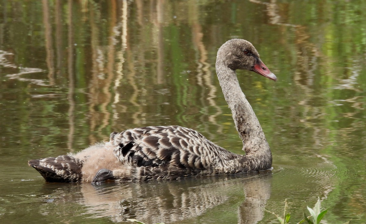 Black Swan - ML643520335