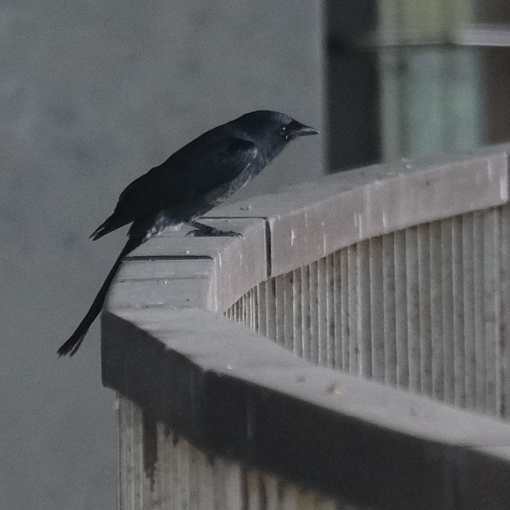 Black Drongo - ML643520339