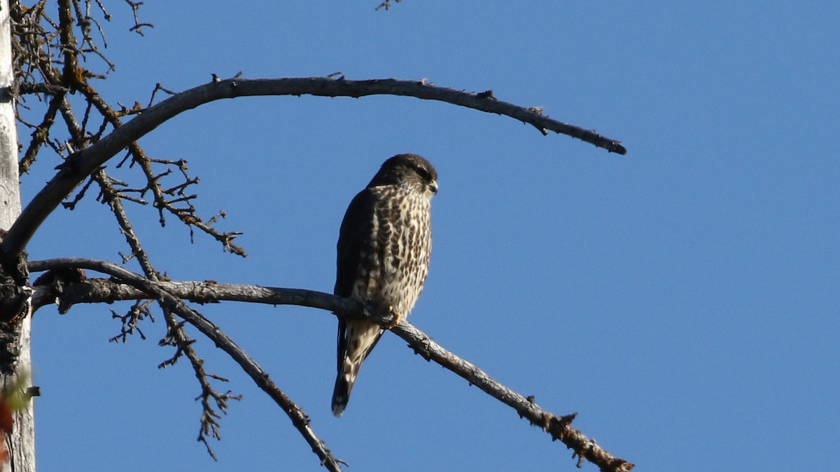 Merlin - ML643520345