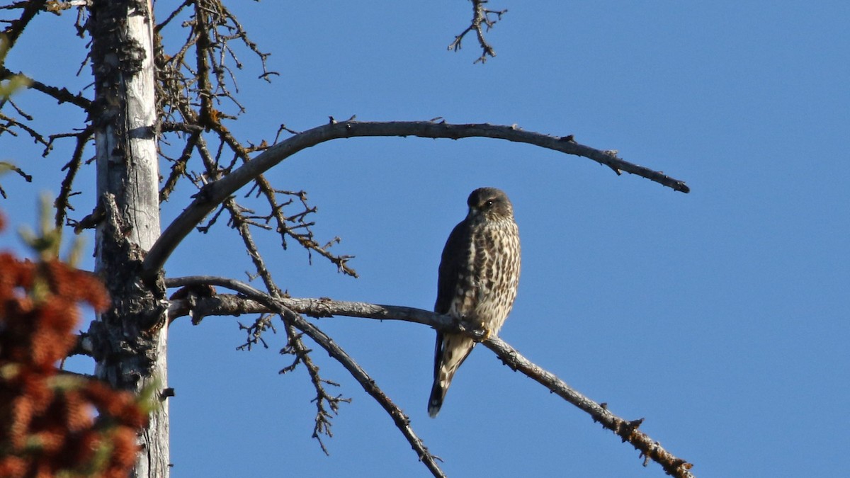 Merlin - ML643520346