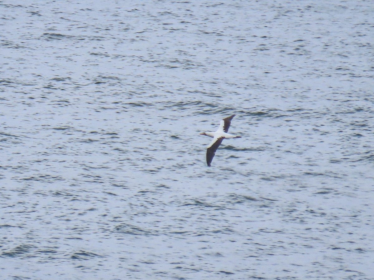 Nazca Booby - ML643520373