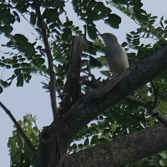 White-shouldered Starling - ML643520375