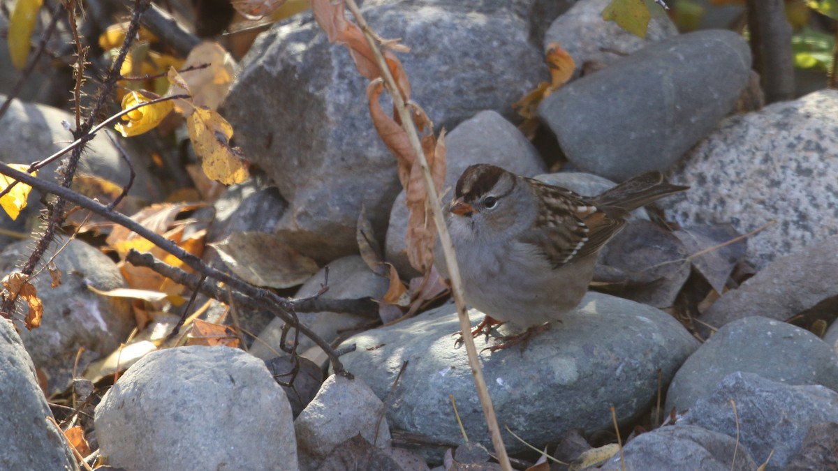 White-crowned Sparrow - ML643520377