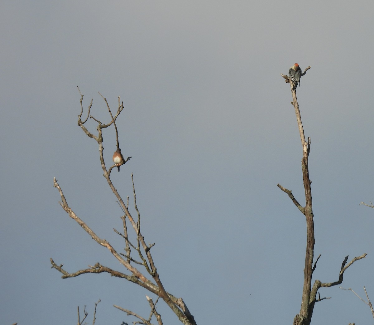 Red-bellied Woodpecker - ML643520402