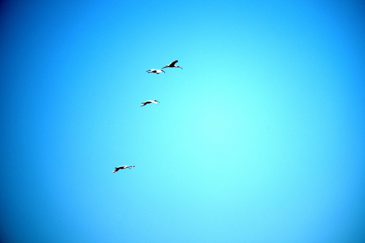 White Ibis - ML643520403