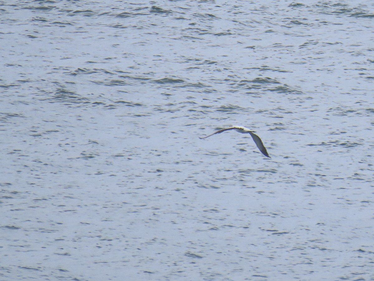 Nazca Booby - ML643520407
