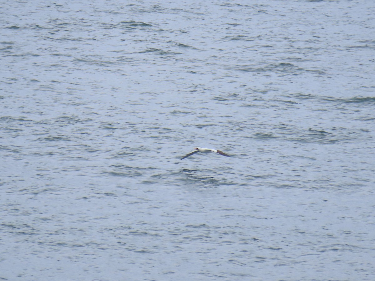 Nazca Booby - ML643520408