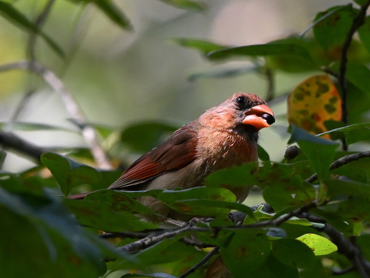 Northern Cardinal - ML643520426