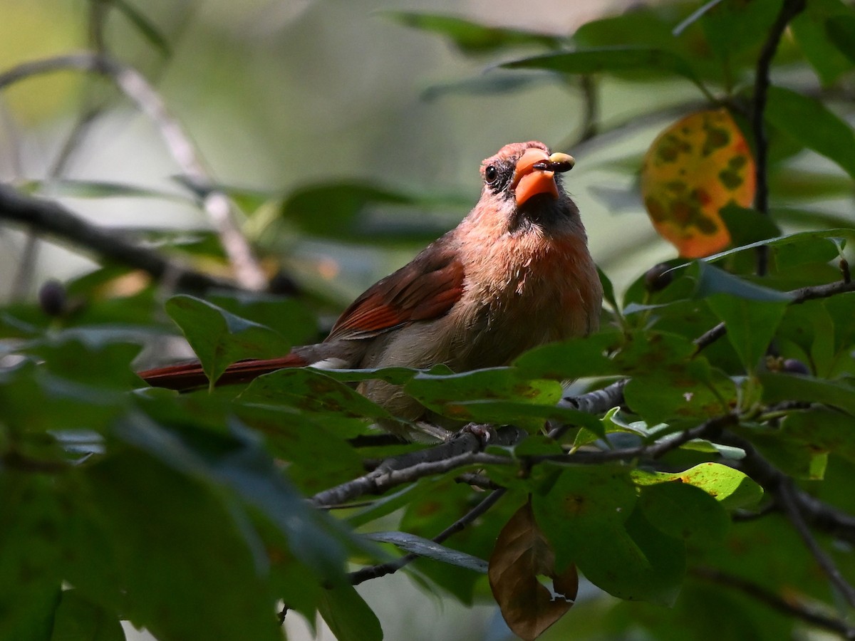 Northern Cardinal - ML643520427