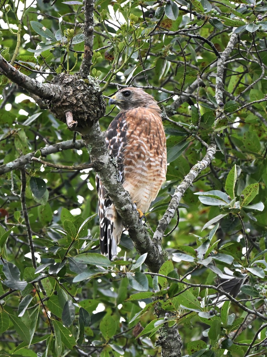 Red-shouldered Hawk - ML643520430