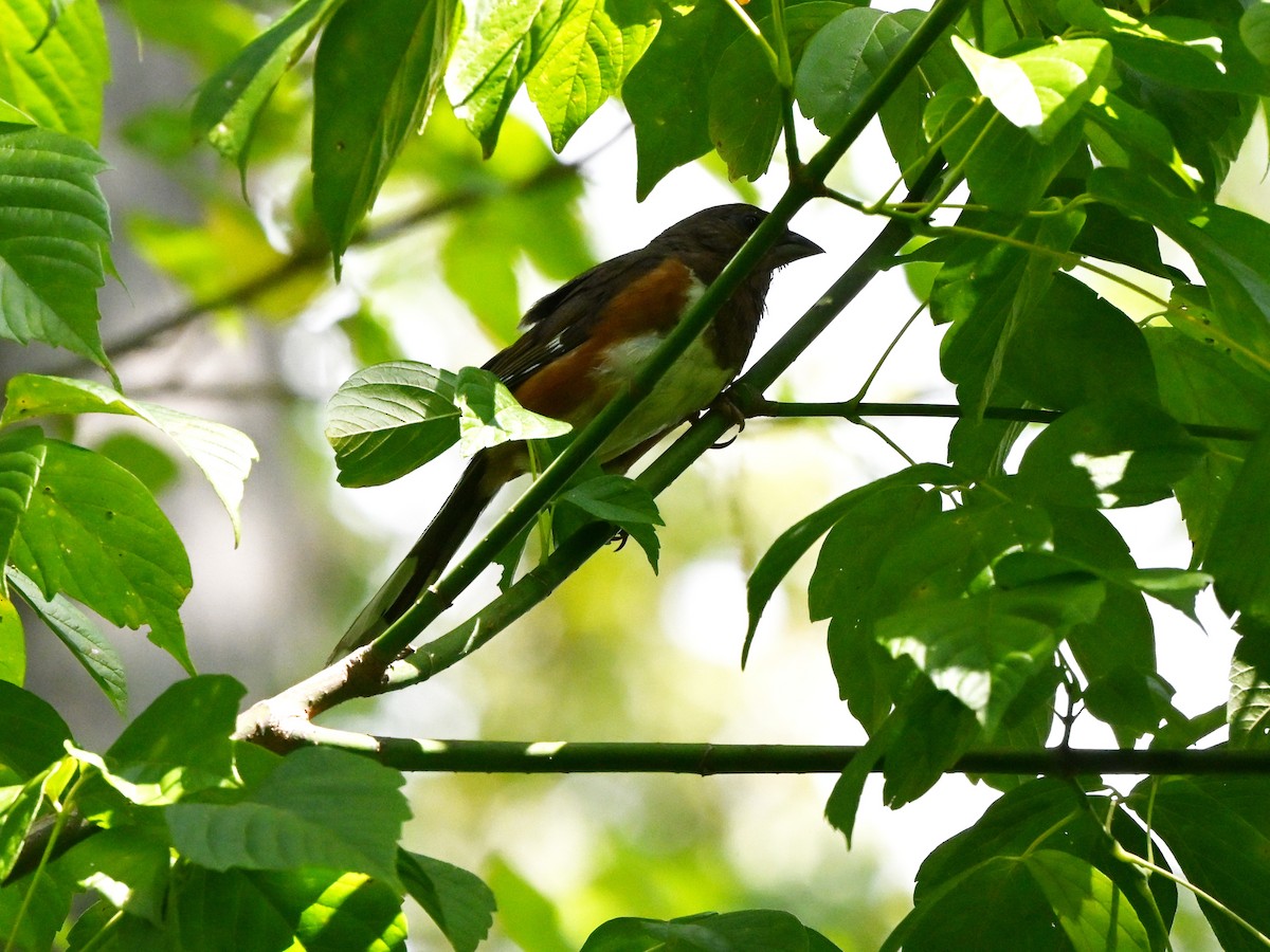 Eastern Towhee - ML643520436