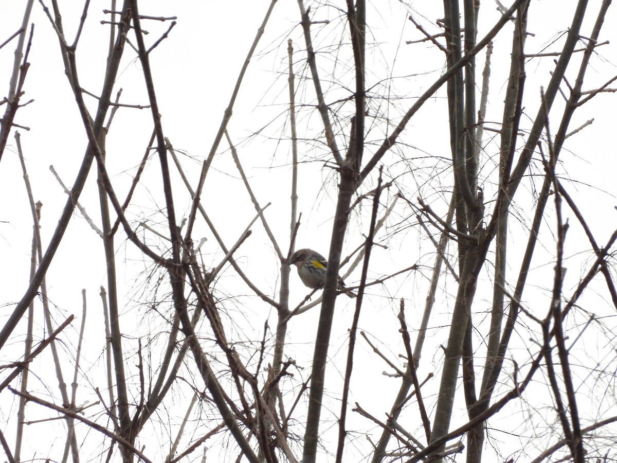 Kronenwaldsänger (coronata) - ML643520451