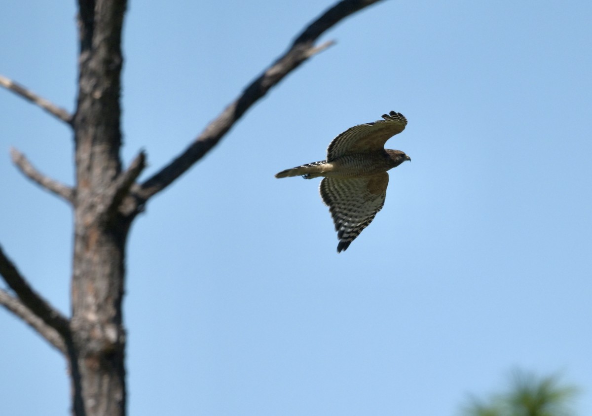 Red-shouldered Hawk - ML643520485