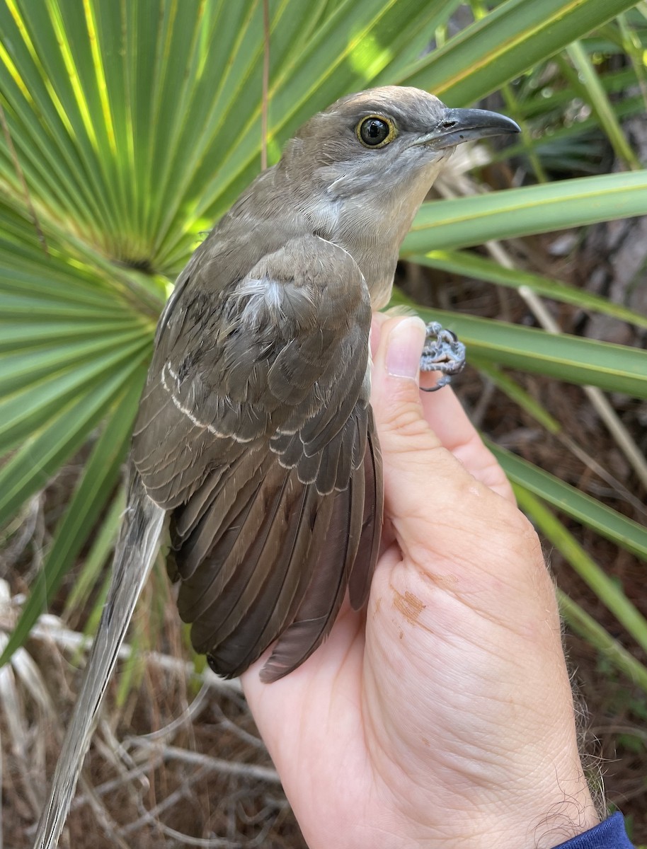 Black-billed Cuckoo - ML643520497
