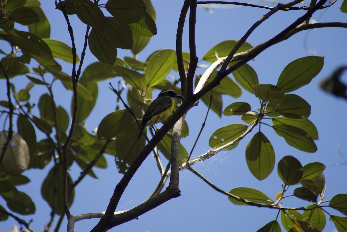 Boat-billed Flycatcher - ML643520510