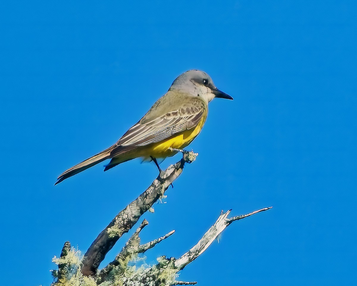 Tropical Kingbird - ML643520512