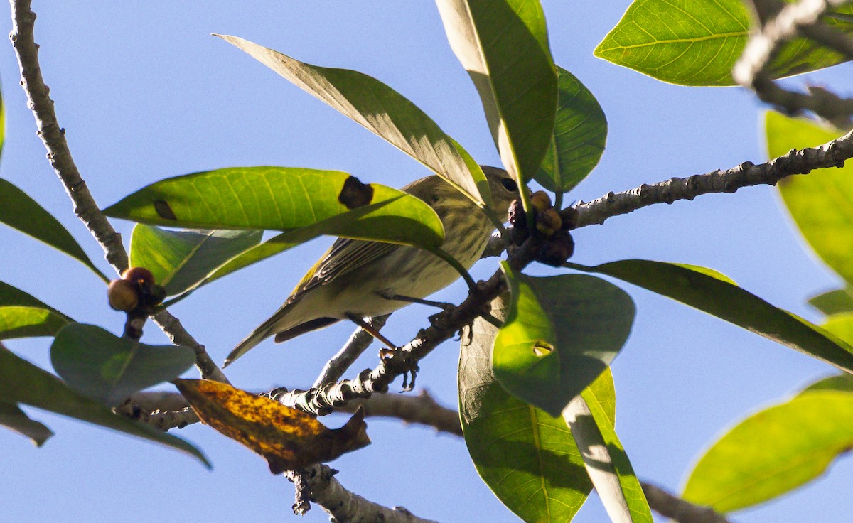 Cape May Warbler - ML643520514