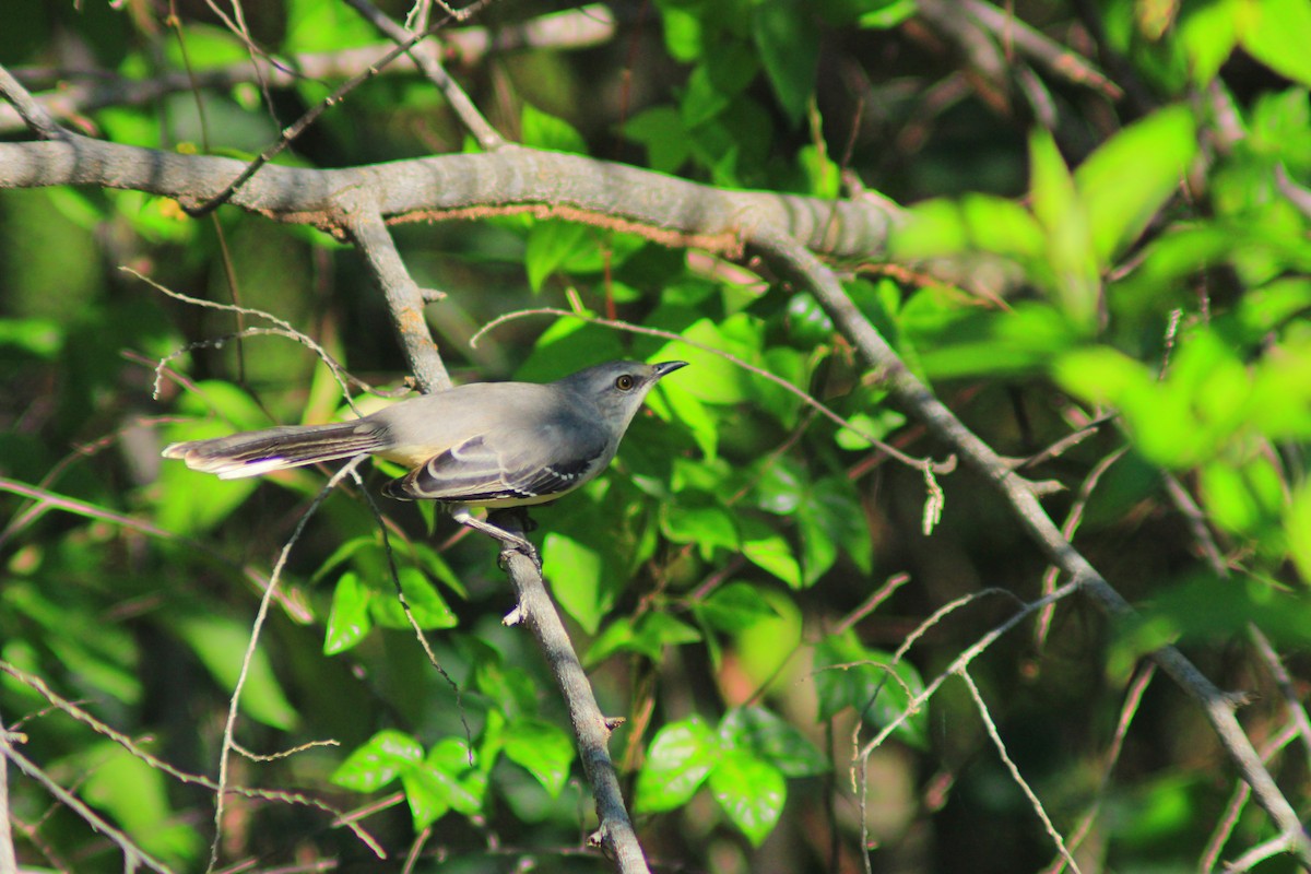 Tropical Mockingbird - ML643520534