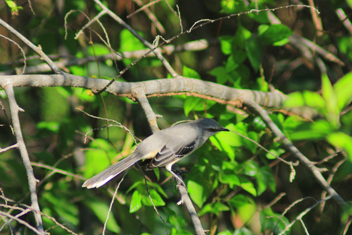 Tropical Mockingbird - ML643520535