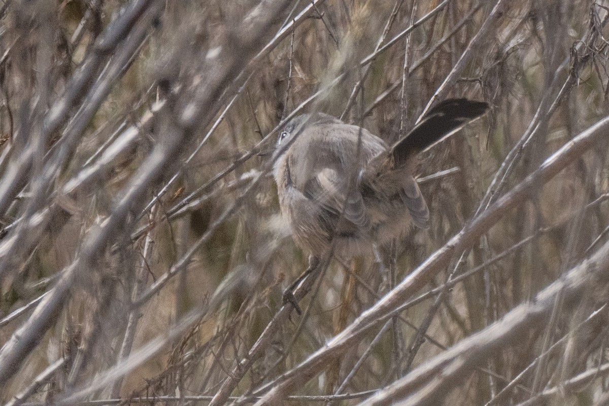 California Gnatcatcher - ML643520548