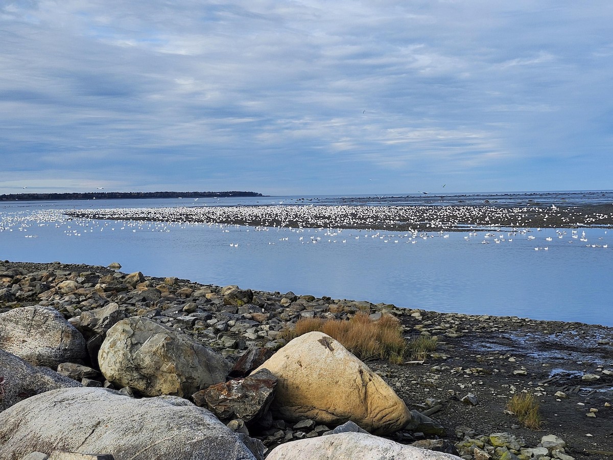 Snow Goose - ML643520556