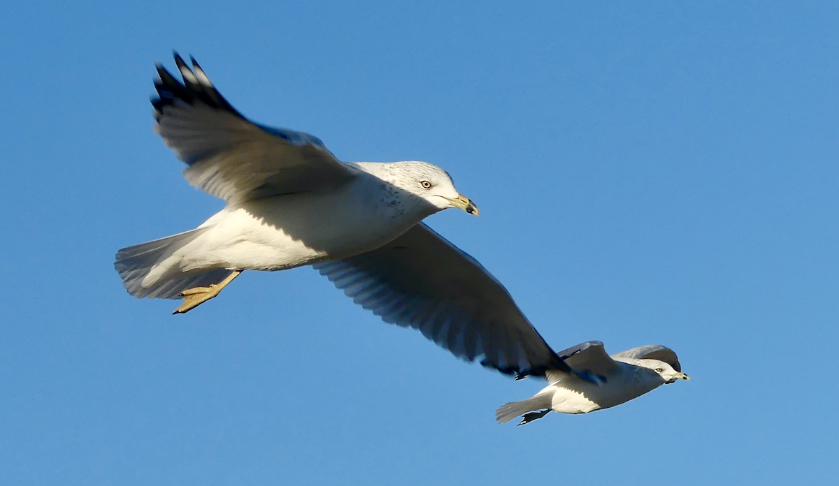 Ring-billed Gull - ML643520559