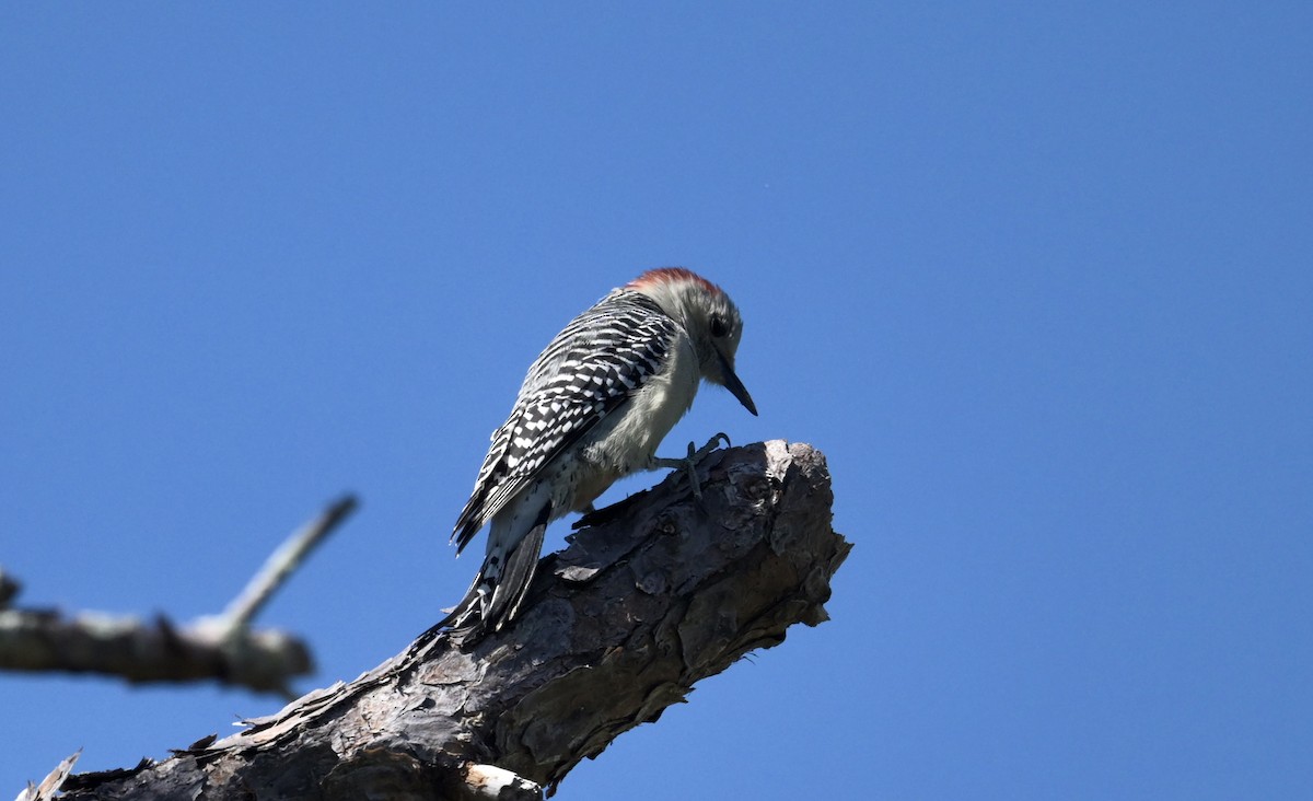 Red-bellied Woodpecker - ML643520561