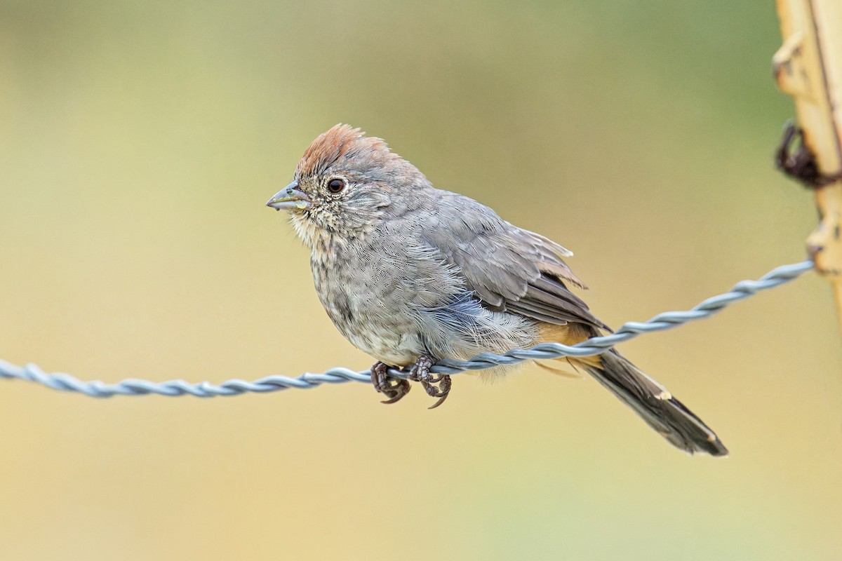 Canyon Towhee - ML643520603