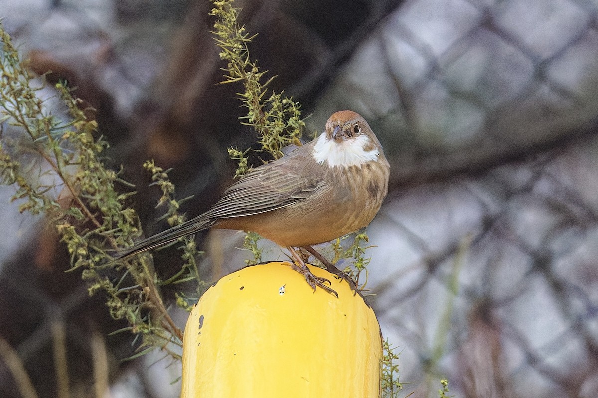 Canyon Towhee - ML643520604