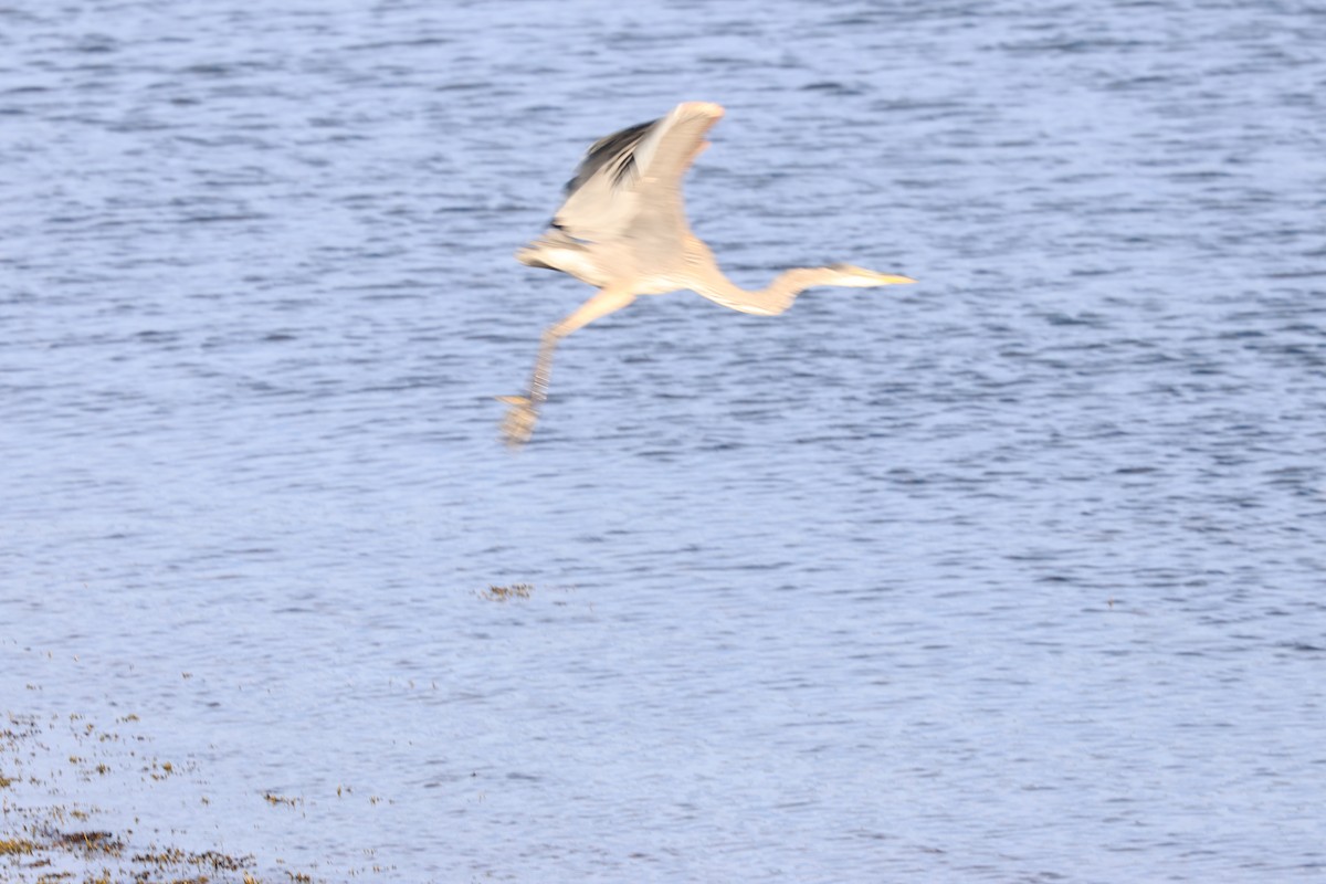 Great Blue Heron - ML643520618