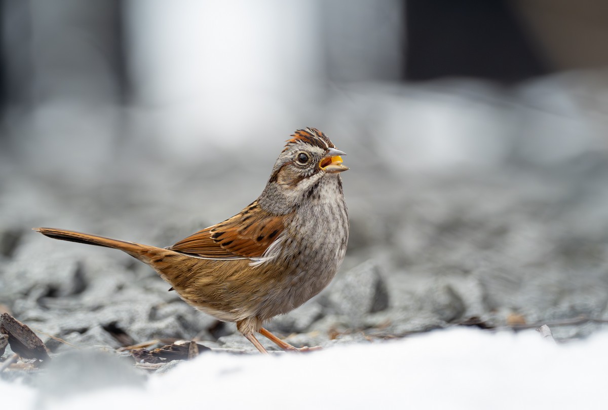 Swamp Sparrow - ML643520621