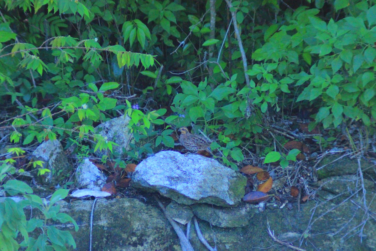 Black-throated Bobwhite - ML643520629