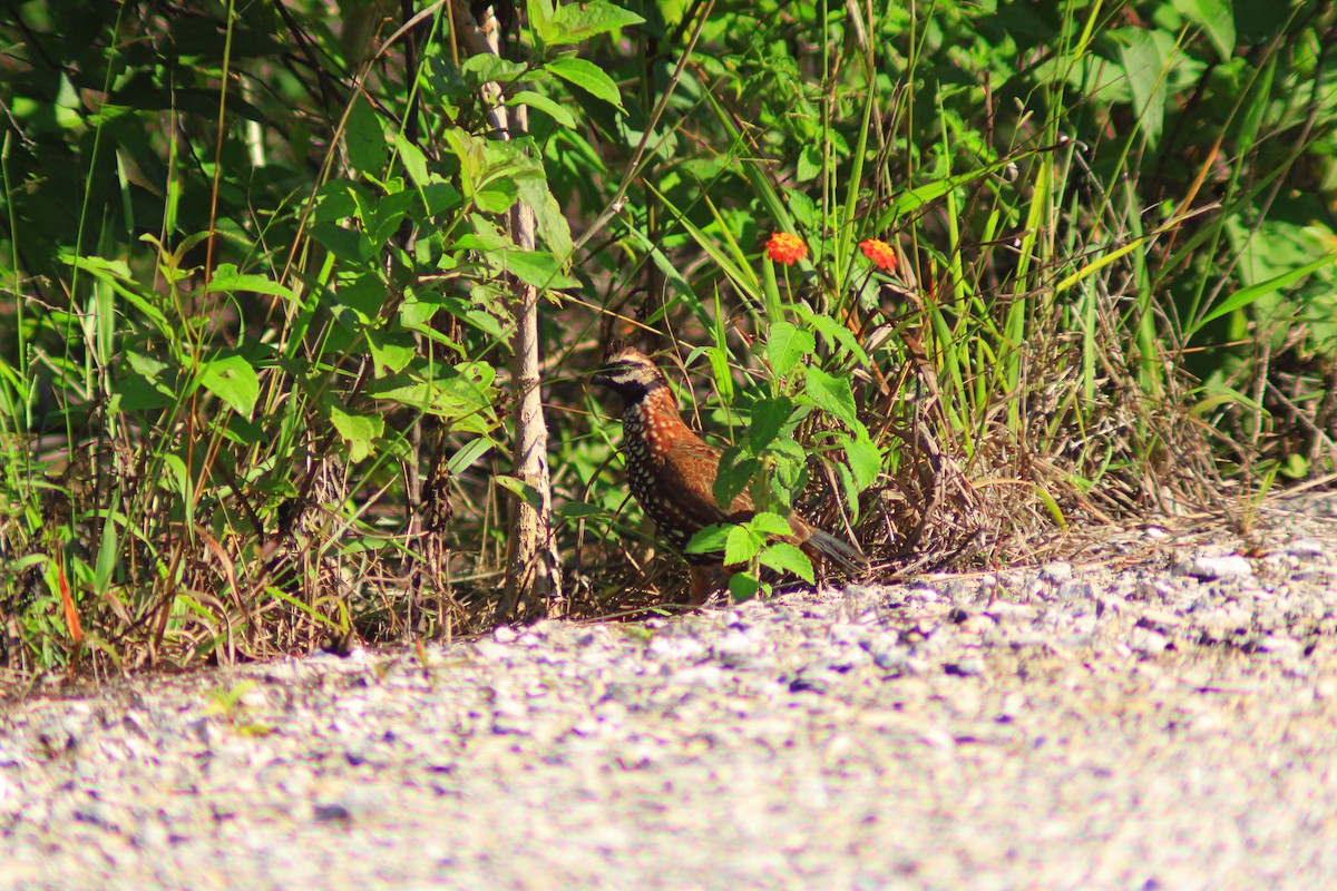 Black-throated Bobwhite - ML643520630