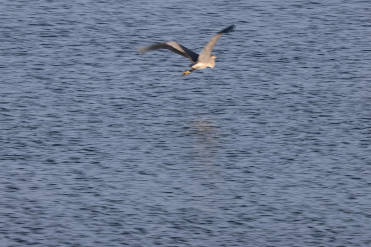 Great Blue Heron - ML643520633