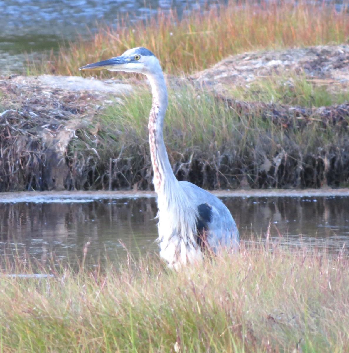 Great Blue Heron - ML643520643