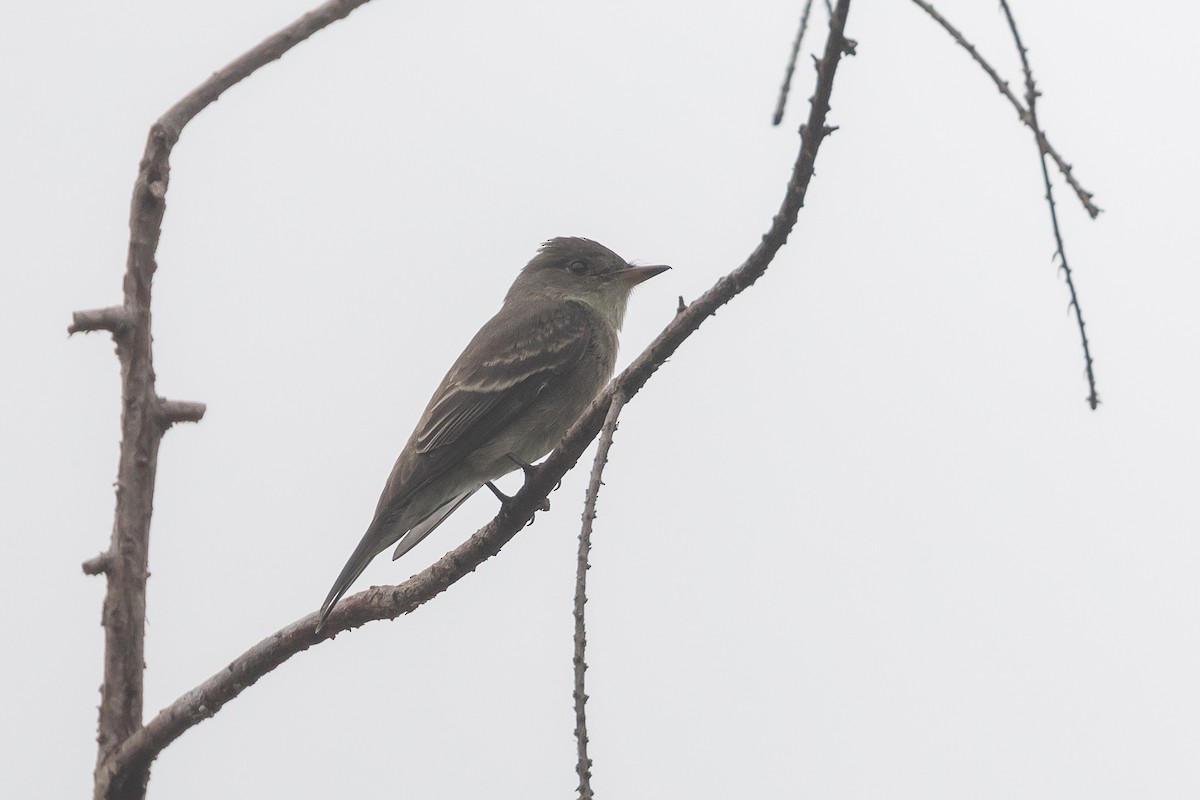 Western Wood-Pewee - ML643520646