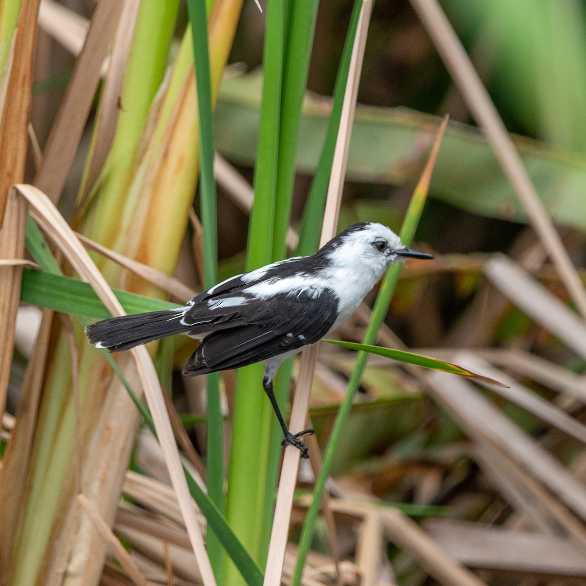 Pied Water-Tyrant - ML643520647