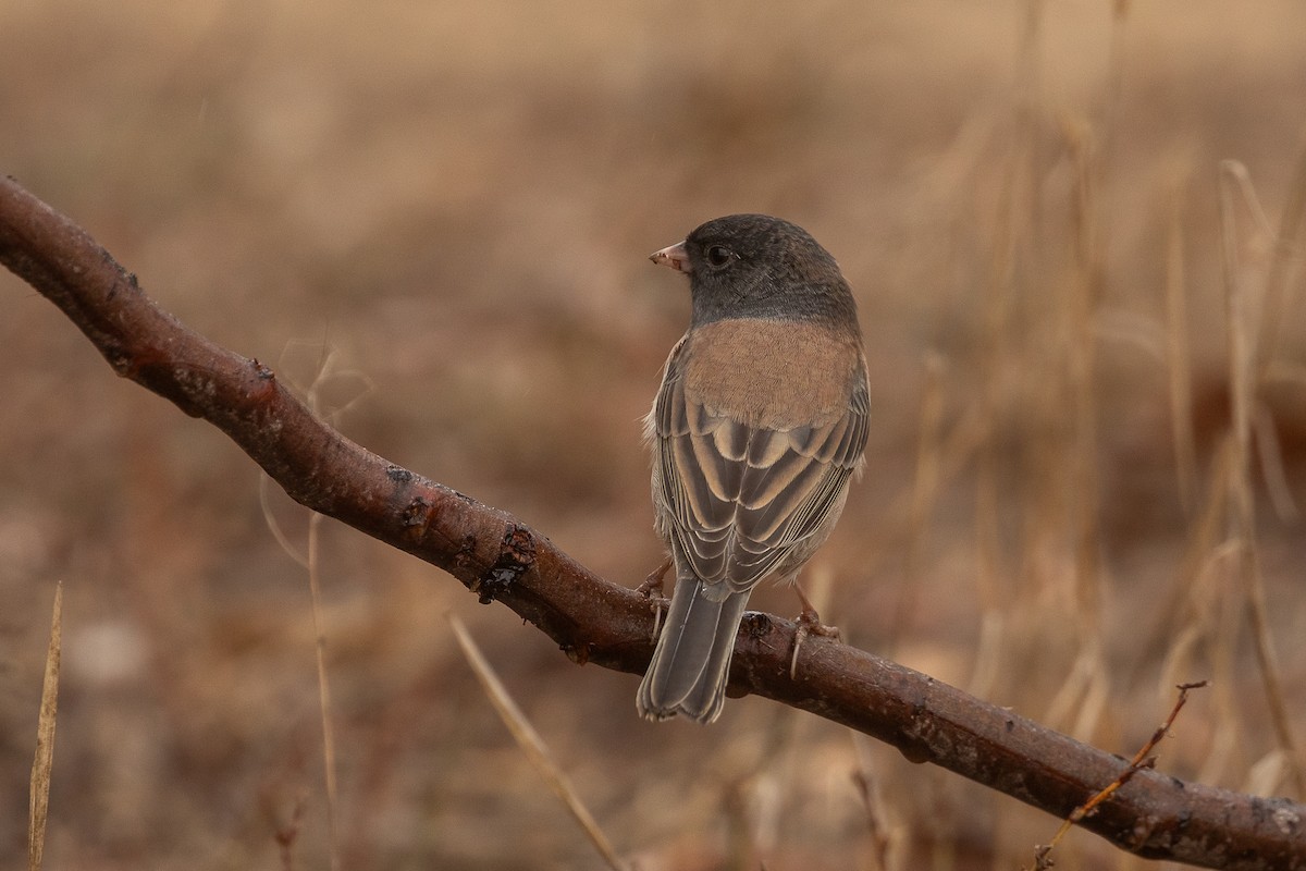 strnadec zimní [skupina oreganus] - ML643520657