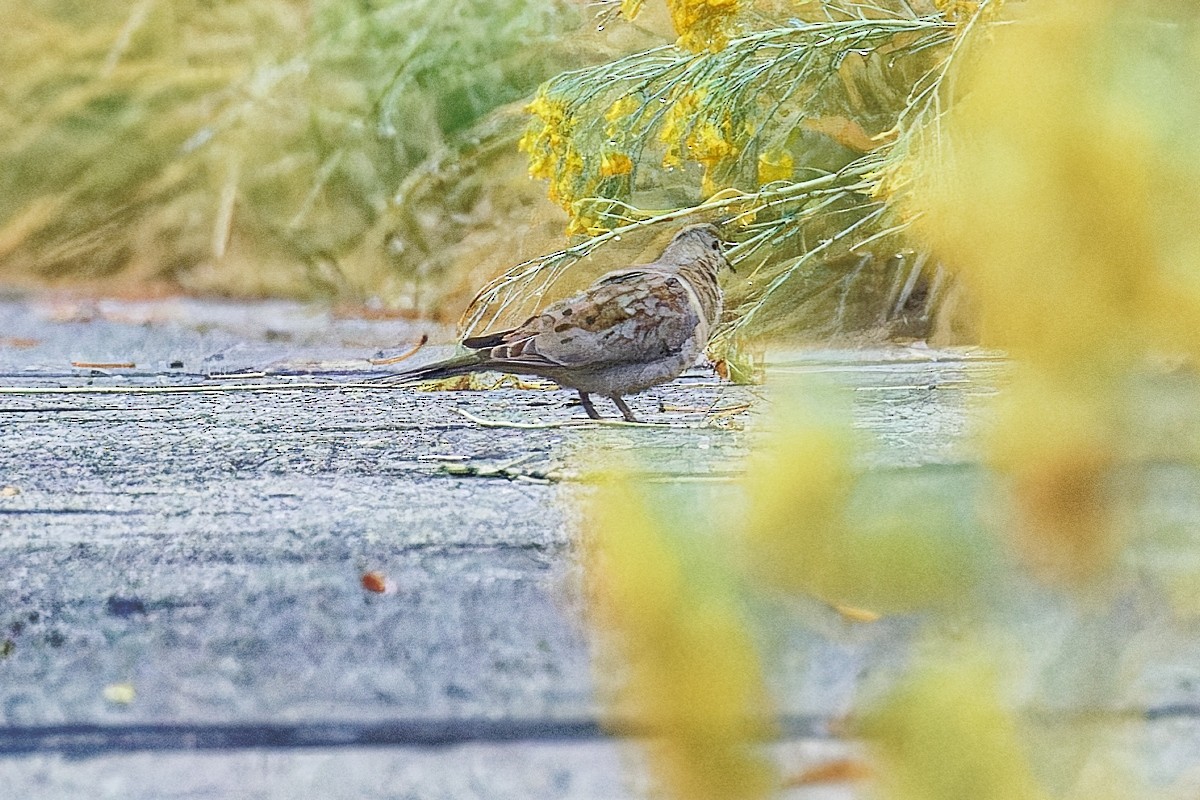 Mourning Dove - ML643520658