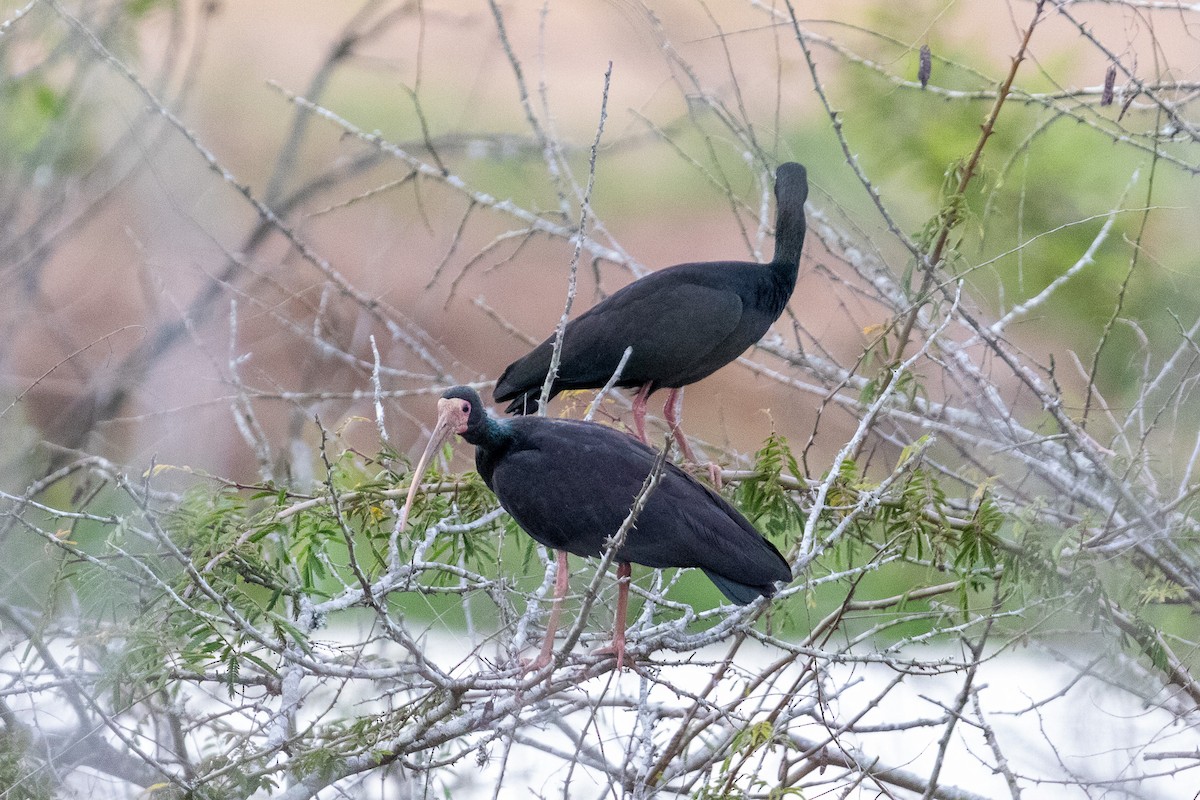Bare-faced Ibis - ML643520684