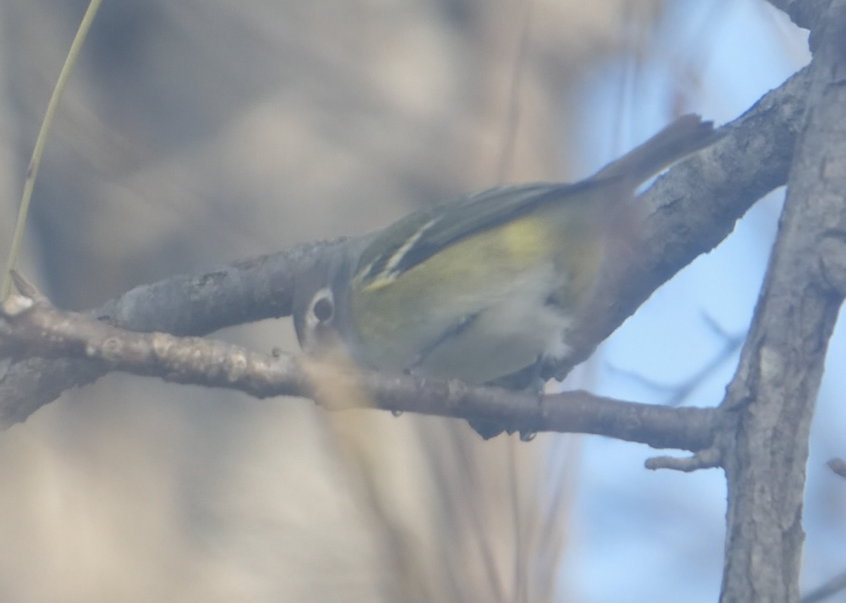 Blue-headed Vireo - ML643520704
