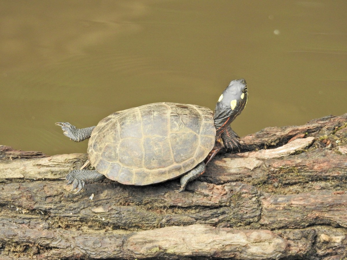 Animals - ML643520705