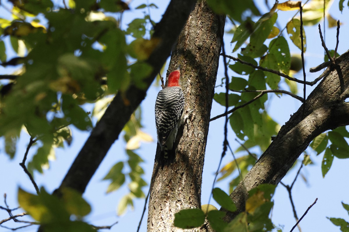 Red-bellied Woodpecker - ML643520719