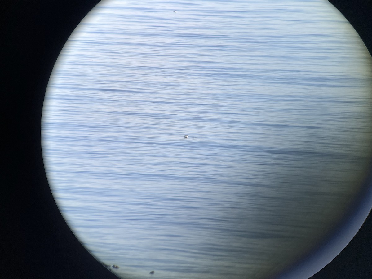 Horned Puffin - ML643520736
