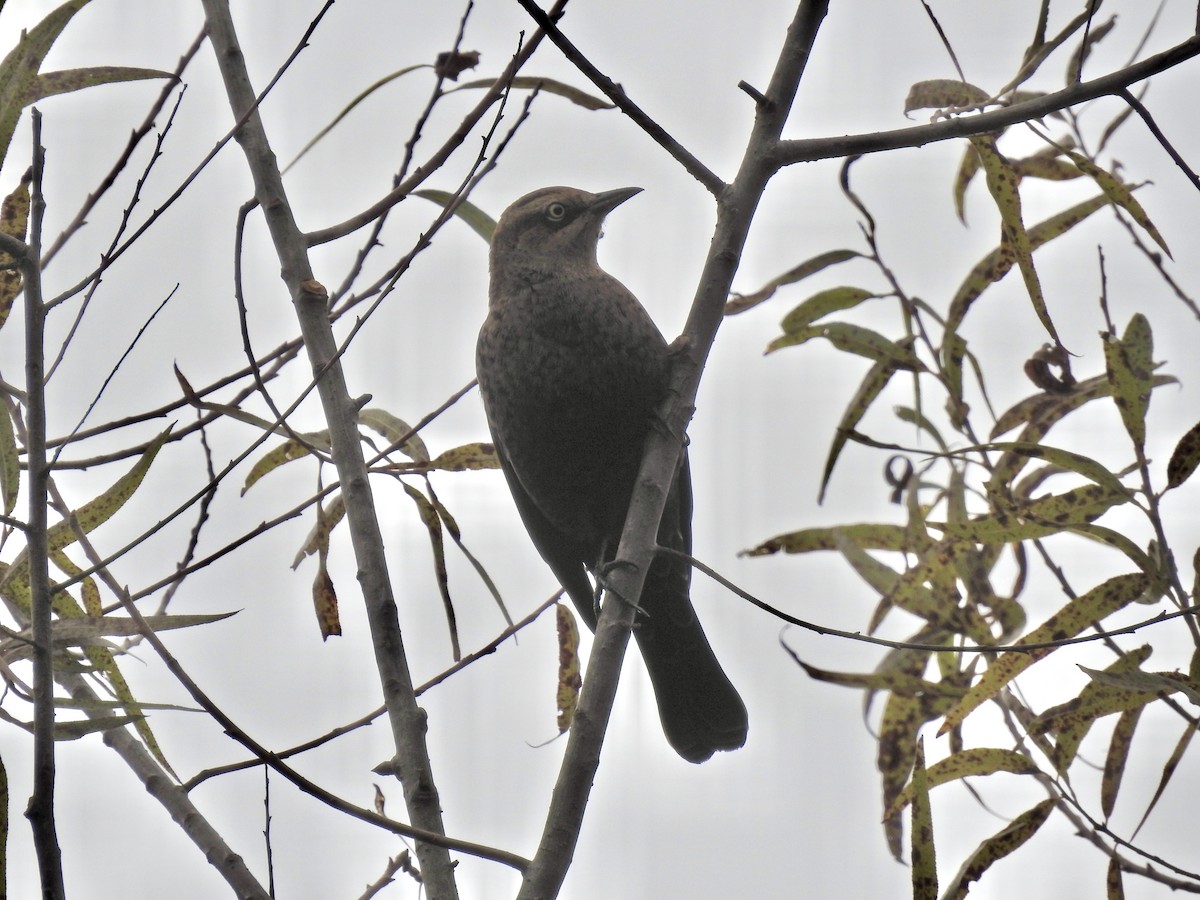 Rusty Blackbird - ML643520745