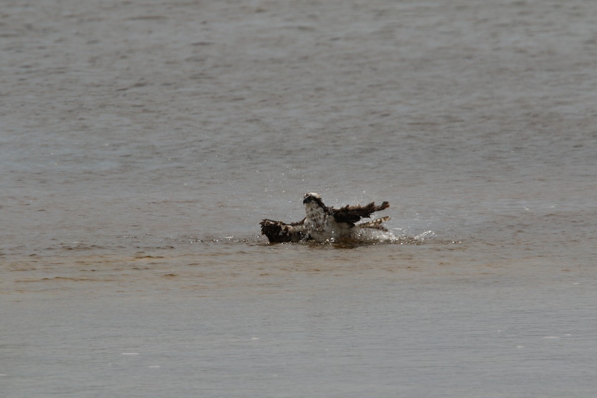Balbuzard pêcheur - ML643520747