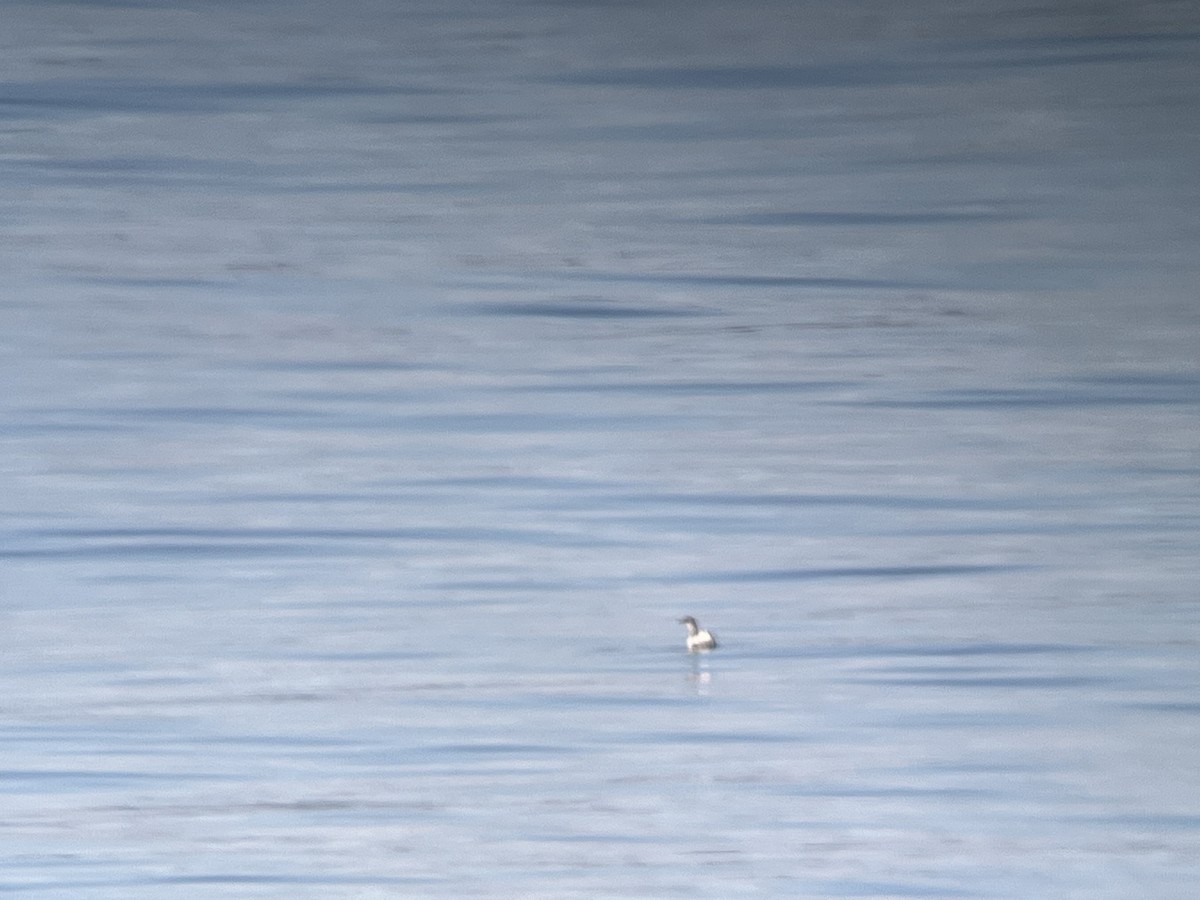 Pigeon Guillemot - ML643520749
