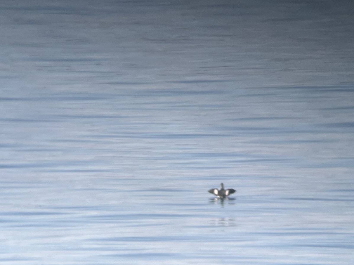 Pigeon Guillemot - ML643520750